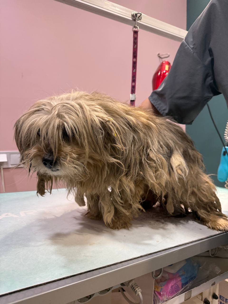 Новини Житомира - фото з У Центрі захисту тварин з’явилися евакуйовані з прифронтової території тварини