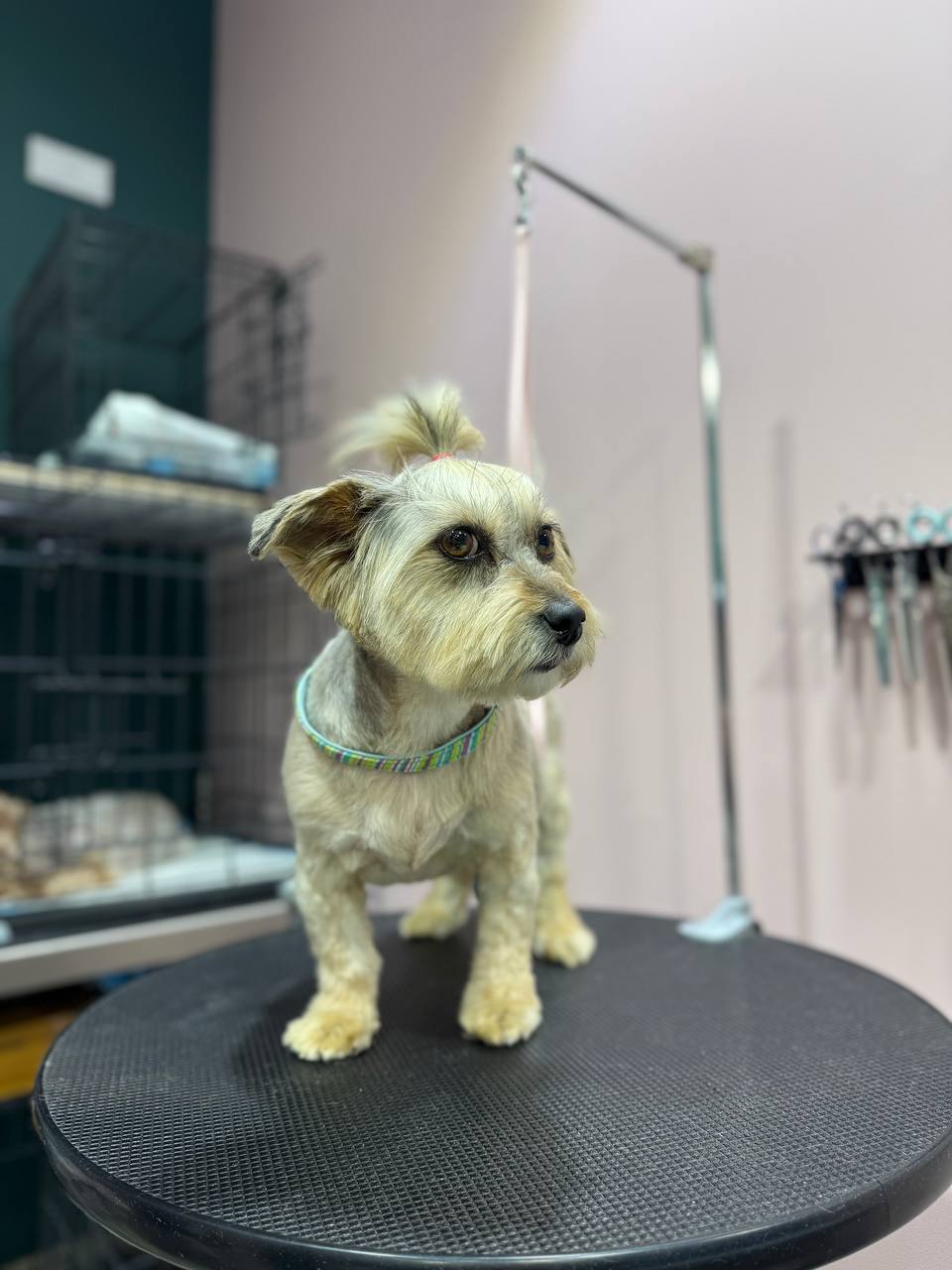 Новини Житомира - фото з У Центрі захисту тварин з’явилися евакуйовані з прифронтової території тварини