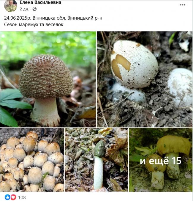 Новини Вінниці - фото з Грибний сезон у розпалі: де шукати «лісове золото» на Вінниччині