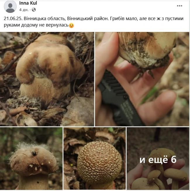 Новини Вінниці - фото з Грибний сезон у розпалі: де шукати «лісове золото» на Вінниччині