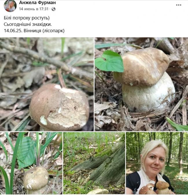 Новини Вінниці - фото з Грибний сезон у розпалі: де шукати «лісове золото» на Вінниччині