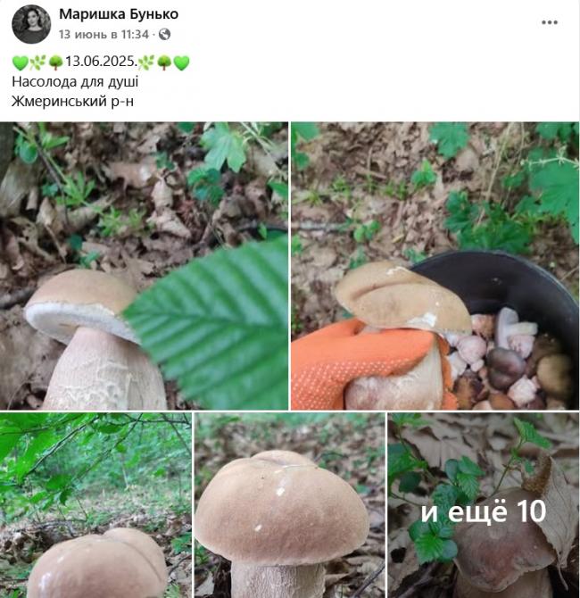 Новини Вінниці - фото з Грибний сезон у розпалі: де шукати «лісове золото» на Вінниччині