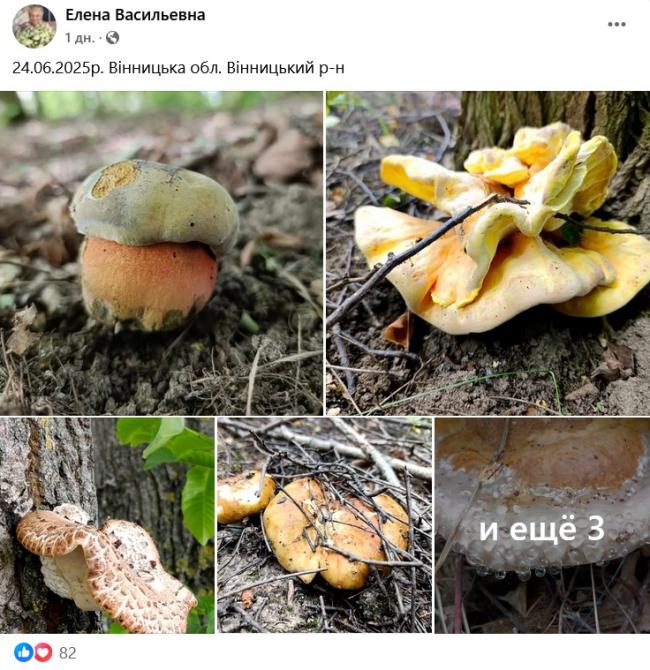 Новини Вінниці - фото з Грибний сезон у розпалі: де шукати «лісове золото» на Вінниччині