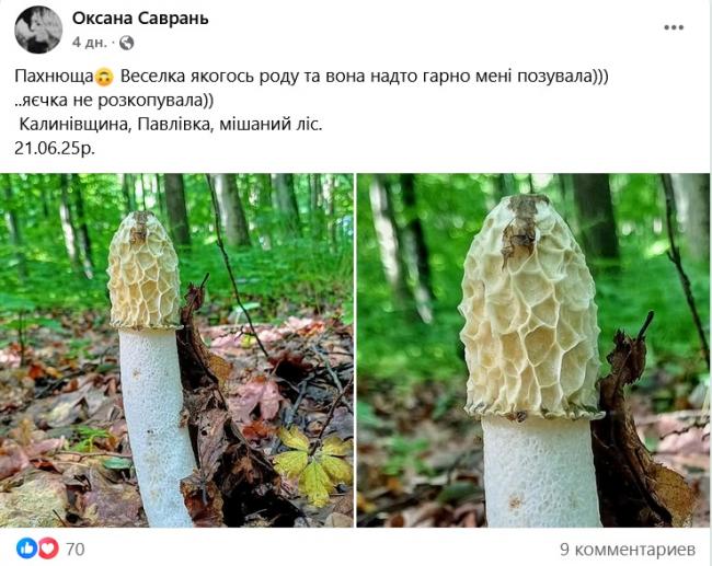 Новини Вінниці - фото з Грибний сезон у розпалі: де шукати «лісове золото» на Вінниччині