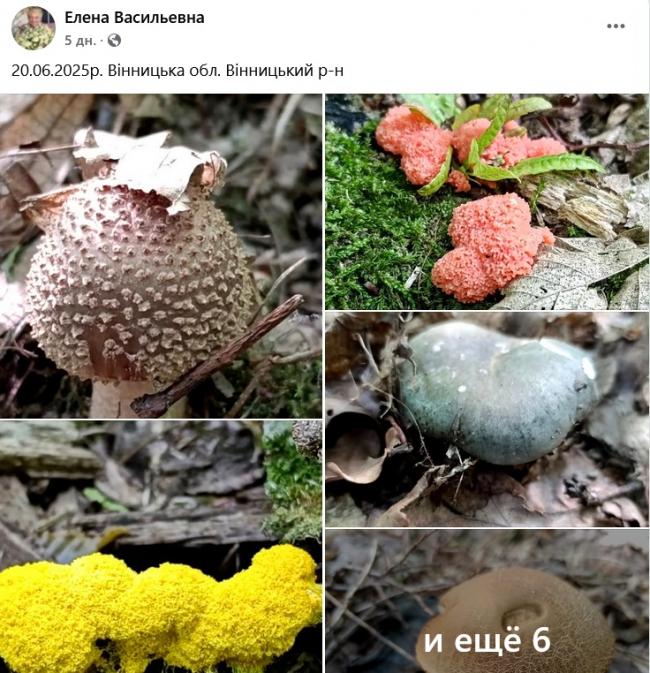 Новини Вінниці - фото з Грибний сезон у розпалі: де шукати «лісове золото» на Вінниччині