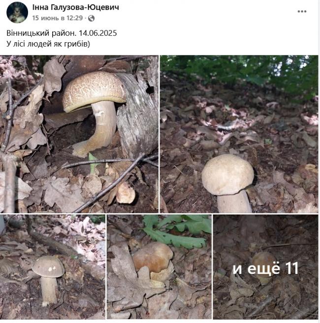 Новини Вінниці - фото з Грибний сезон у розпалі: де шукати «лісове золото» на Вінниччині