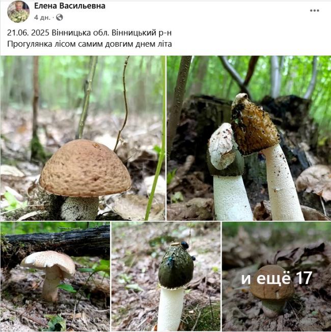 Новини Вінниці - фото з Грибний сезон у розпалі: де шукати «лісове золото» на Вінниччині
