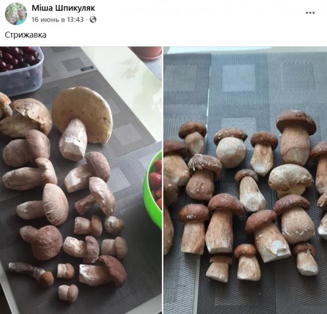 Новини Вінниці - фото з Грибний сезон у розпалі: де шукати «лісове золото» на Вінниччині