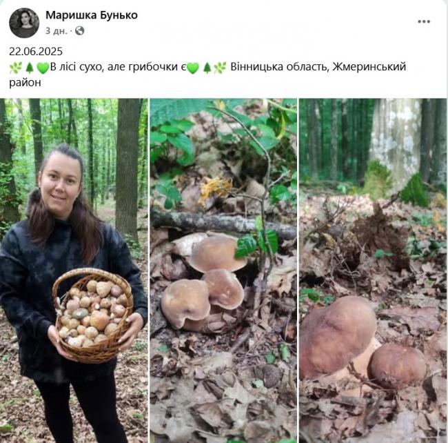 Новини Вінниці - фото з Грибний сезон у розпалі: де шукати «лісове золото» на Вінниччині