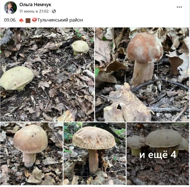 Новини Вінниці - фото з Грибний сезон у розпалі: де шукати «лісове золото» на Вінниччині