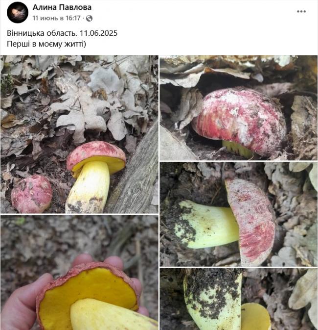 Новини Вінниці - фото з Грибний сезон у розпалі: де шукати «лісове золото» на Вінниччині