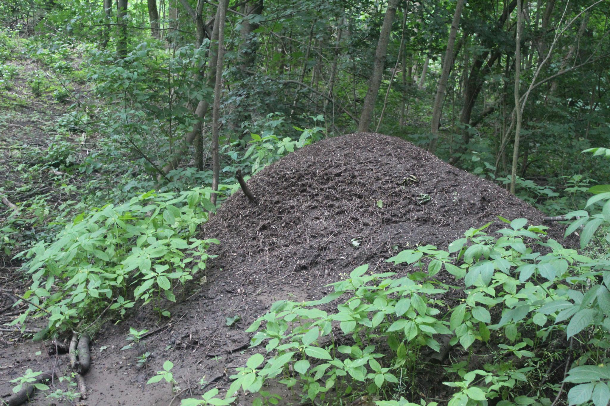 Новини Козятина - фото з Крик душі природолюба :«Що створювалося роками, тепер нищиться»