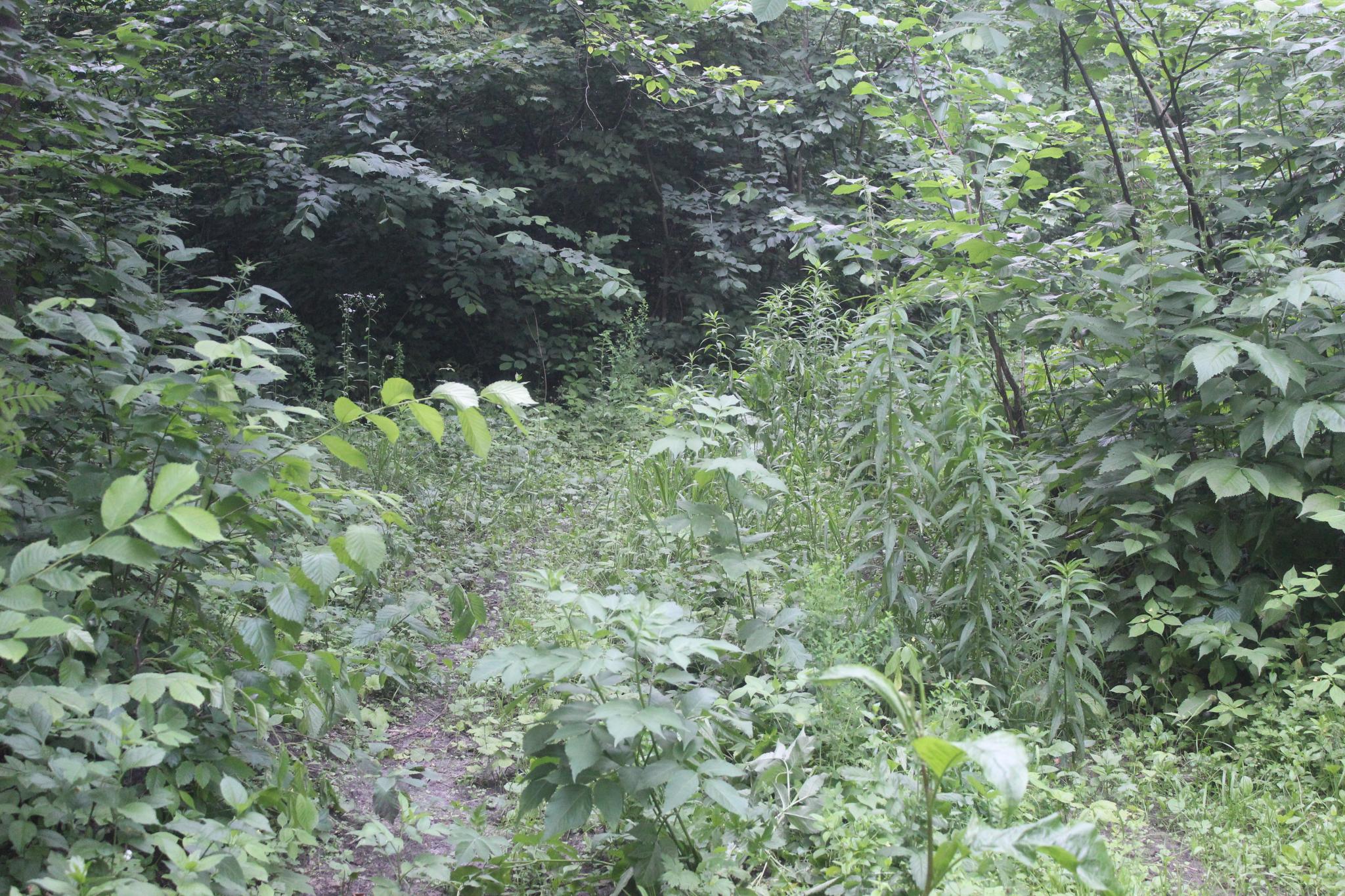 Новини Козятина - фото з Крик душі природолюба :«Що створювалося роками, тепер нищиться»