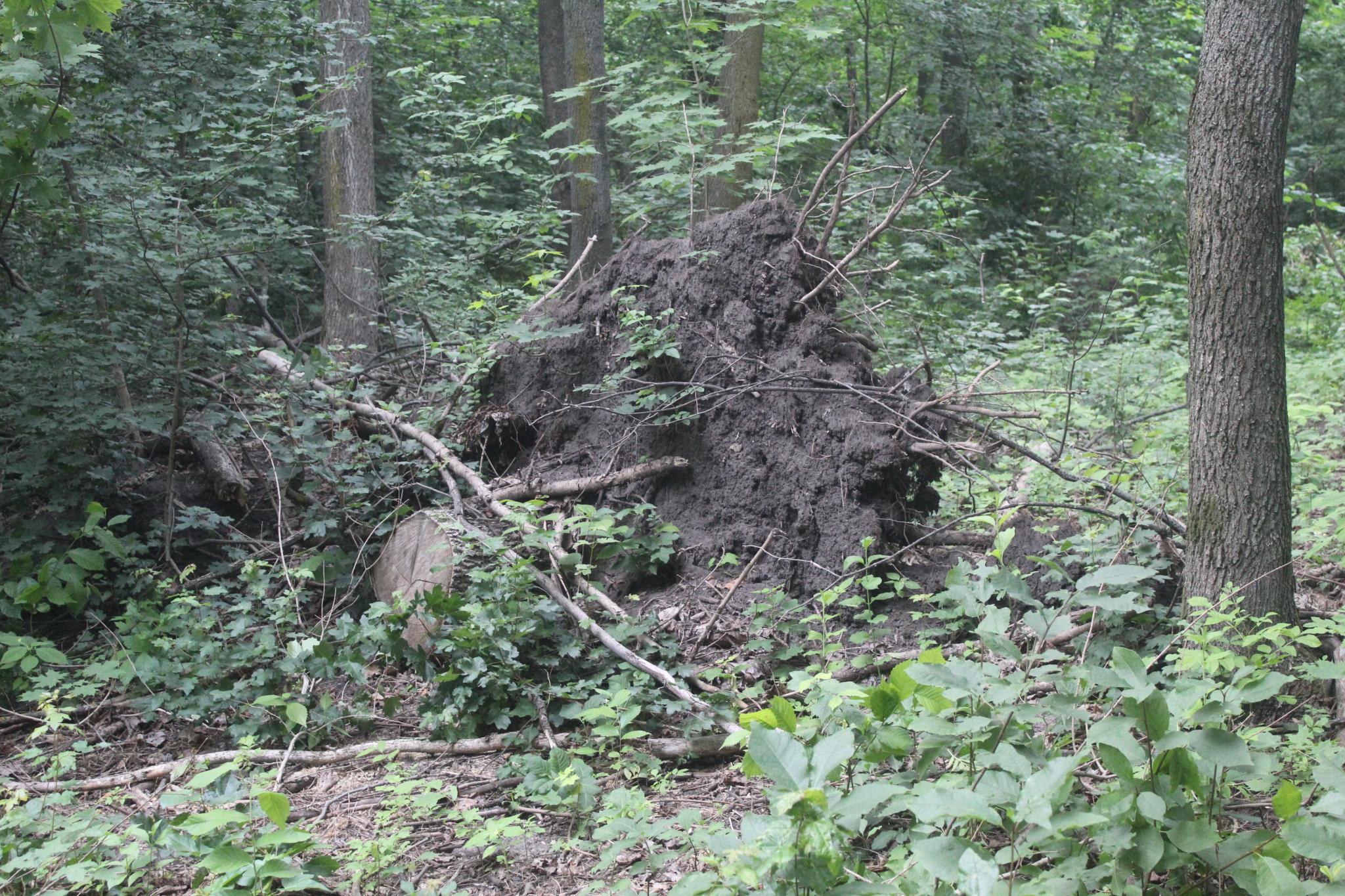 Новини Козятина - фото з Крик душі природолюба :«Що створювалося роками, тепер нищиться»