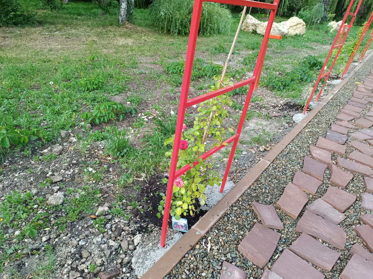 Новини Тернополя - фото з Встановили арки та висадили троянди: який вигляд має японський сад у Сопільче