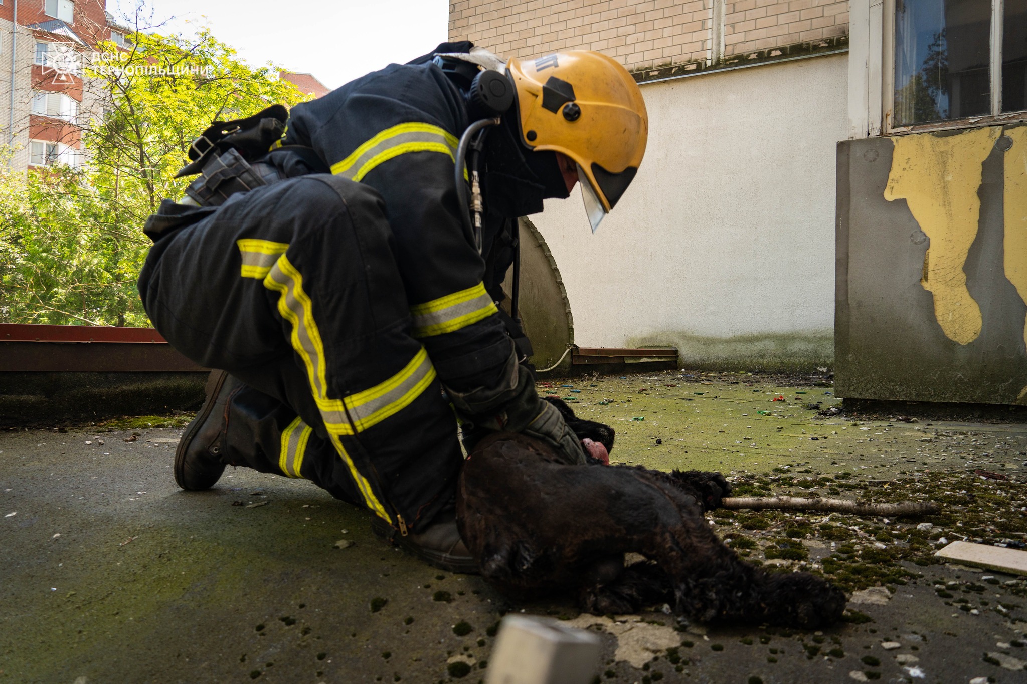 Новини Тернополя - фото з Собака Беррі вистрибнув з палаючої квартири на 10 поверсі в Тернополі: збирають кошти на лікування