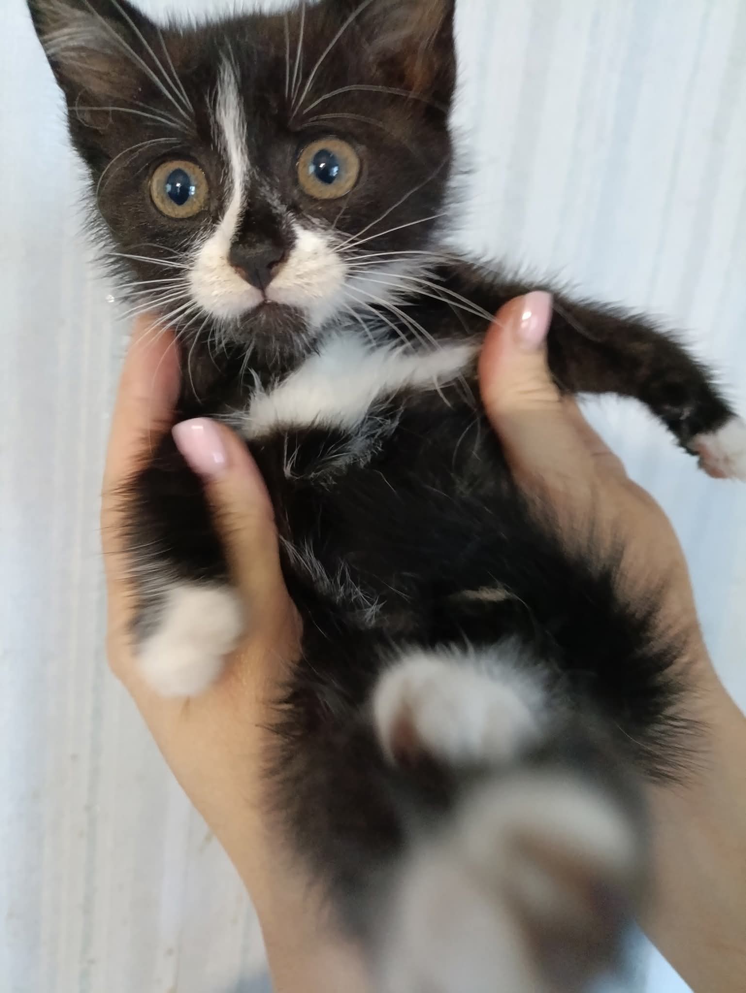 Новини Житомира - фото з Пухнастики шукають господарів: оголошення у Житомирі станом на 5 липня