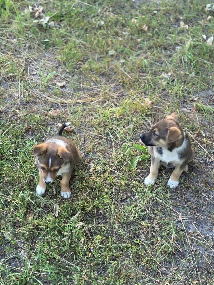 Новини Житомира - фото з Пухнастики шукають господарів: оголошення у Житомирі станом на 5 липня