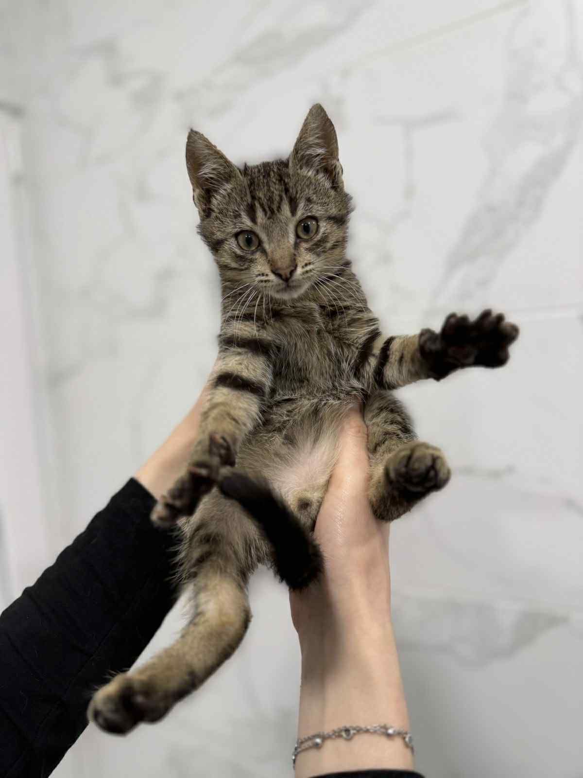 Новини Житомира - фото з Пухнастики шукають господарів: оголошення у Житомирі станом на 5 липня