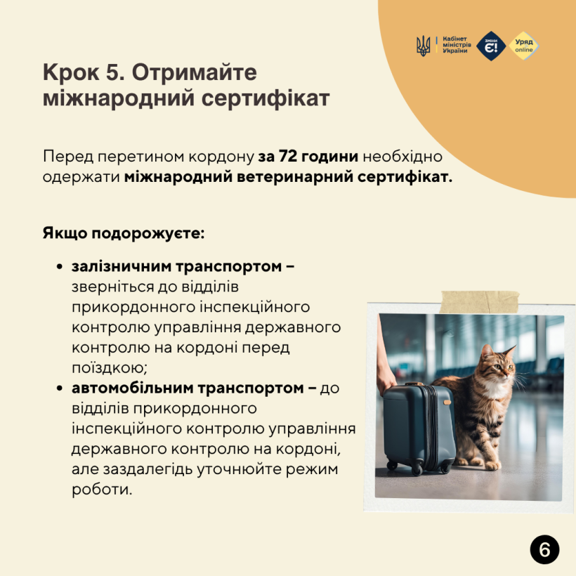 Подорож за кордон із домашнім улюбленцем: що потрібно знати