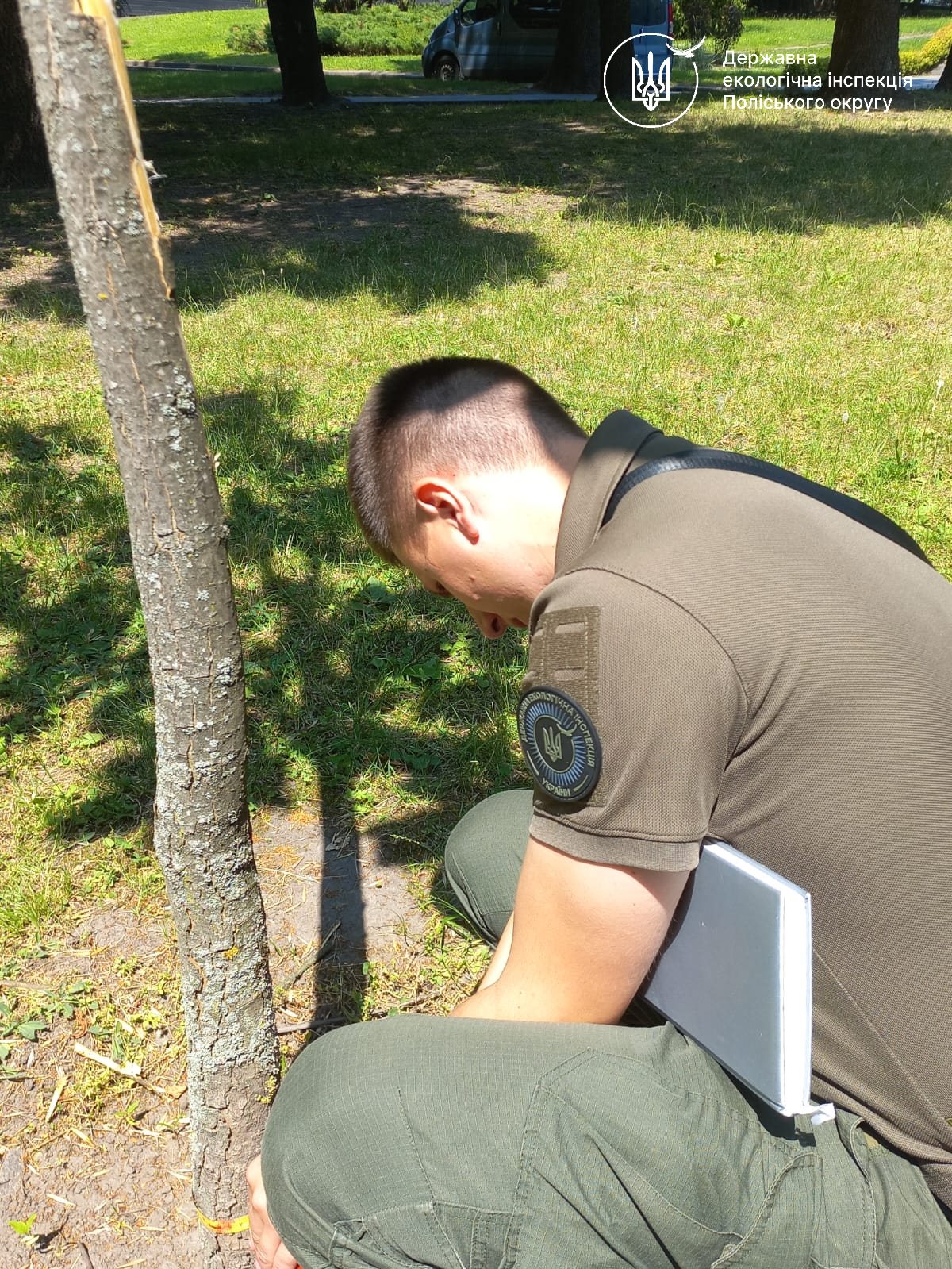 Новини Житомира - фото з Екоінспектори обстежили пошкоджені дерева біля «Прозорого офісу» у Житомирі