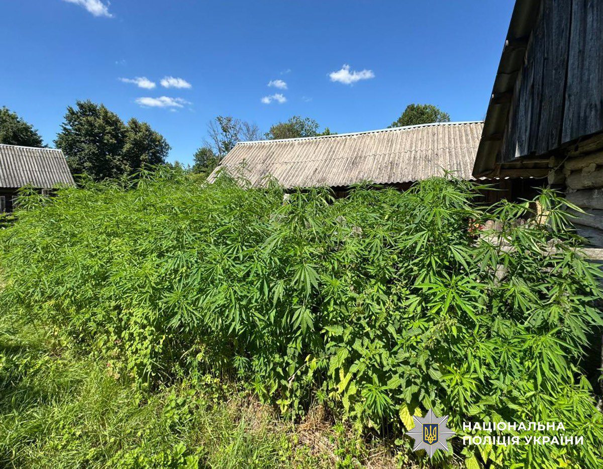 Новини Житомира - фото з На Коростенщині на присадибних ділянках однієї господині поліцейські виявили майже 1,8 тисячі снодійного маку і коноплі