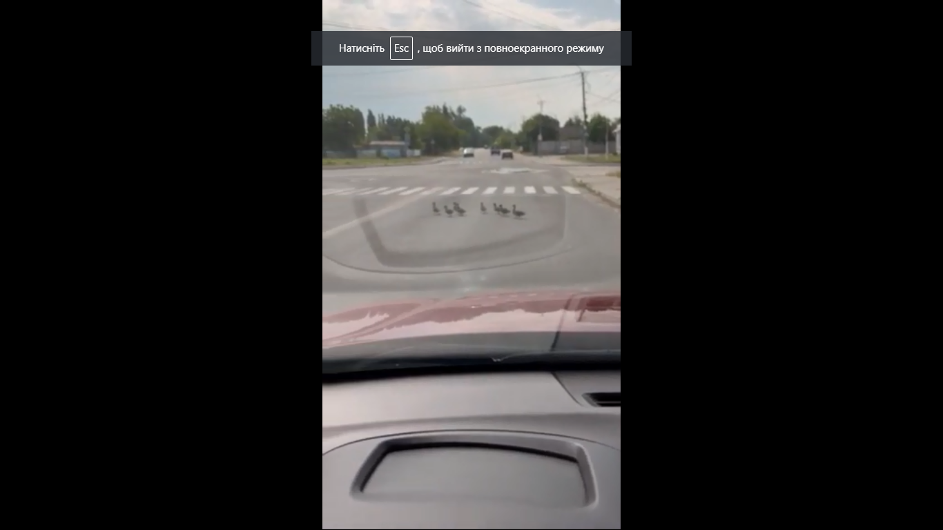 Новини Козятина - фото з Дикі качки не вивчали правила тож переходять дорогу біля зебри