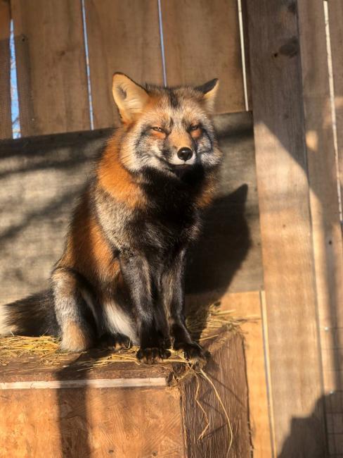 Новини Вінниці - фото з «Була дикою та наляканою, а стала улюбленицею»: рідкісна лисиця «Вулпі» знайшла дім у родини з Погребище