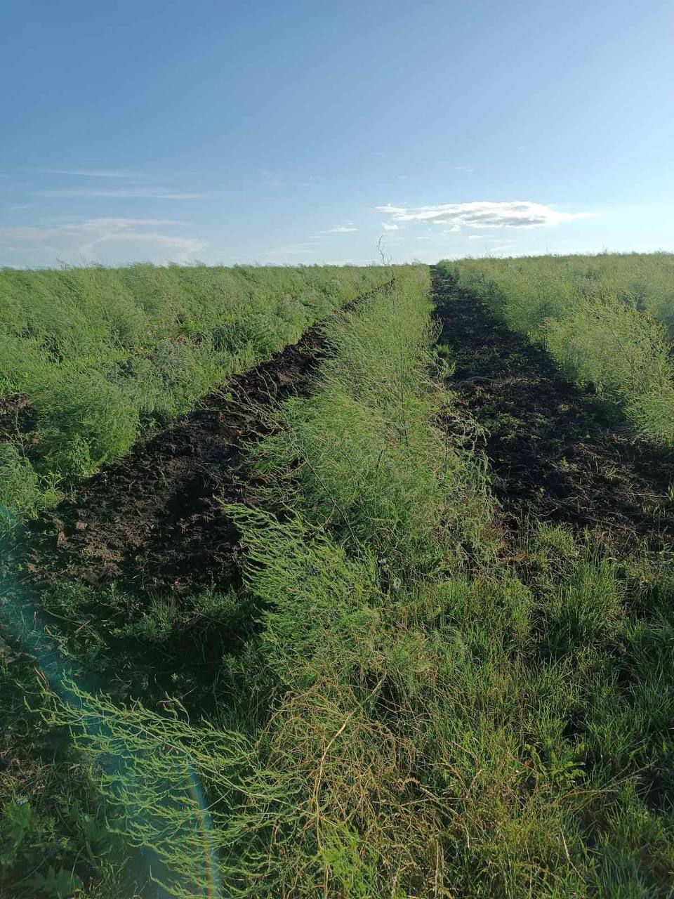 Новини Тернополя - фото з «Земля дає надію…» Родина зниклого безвісти воїна з Ладичина береже його справу і чекає на повернення