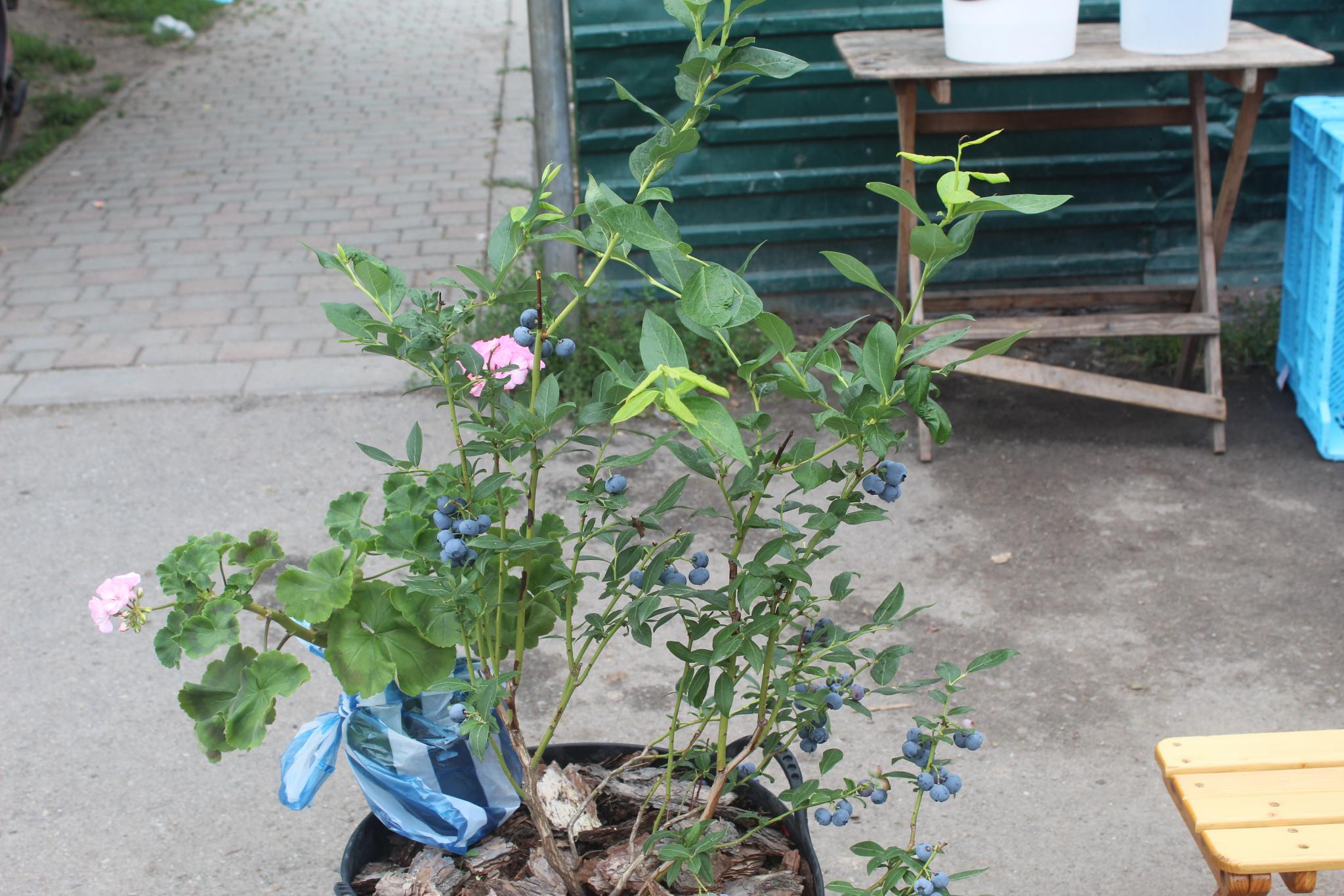 Новини Козятина - фото з Вареники з чорницями за 360 тільки для гурманів, а от алабая даром віддають