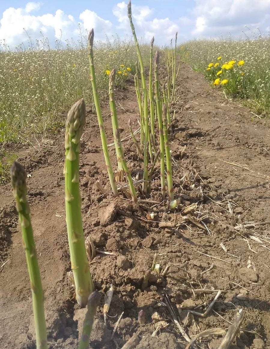 Новини Тернополя - фото з «Земля дає надію…» Родина зниклого безвісти воїна з Ладичина береже його справу і чекає на повернення