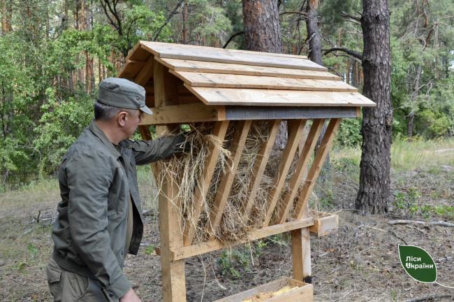 Новини Вінниці - фото з Через війну на Вінниччину масово мігрують дикі тварини. Лісівники готують кормові майданчики