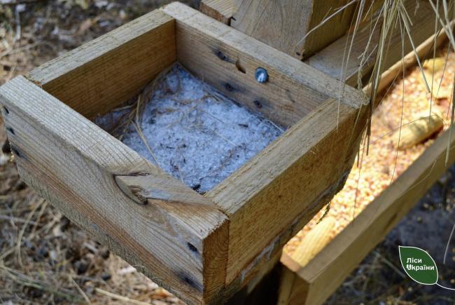 Новини Вінниці - фото з Через війну на Вінниччину масово мігрують дикі тварини. Лісівники готують кормові майданчики