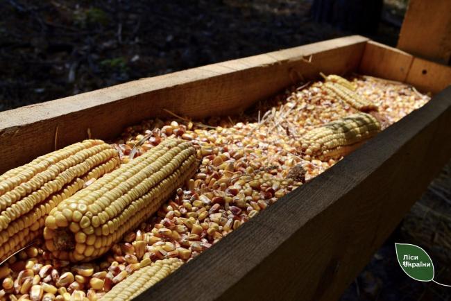 Новини Вінниці - фото з Через війну на Вінниччину масово мігрують дикі тварини. Лісівники готують кормові майданчики