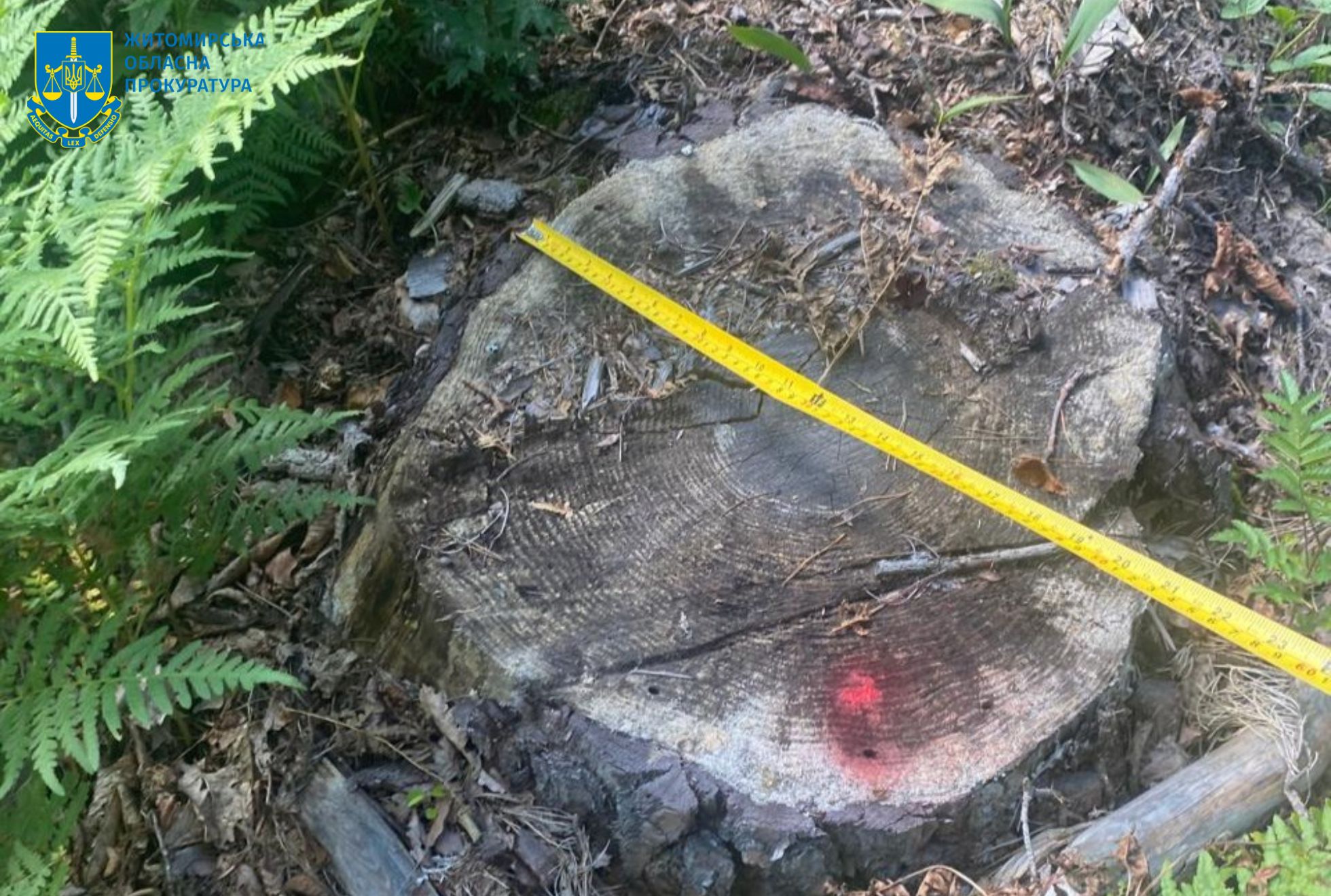 Новини Житомира - фото з На Житомирщині викрито посадовців лісової галузі, які завдали майже 23 млн грн збитків державі