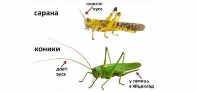 Новини Козятина - фото з Чи справді сарана загрожує Вінниччині? Експерти пояснили ситуацію
