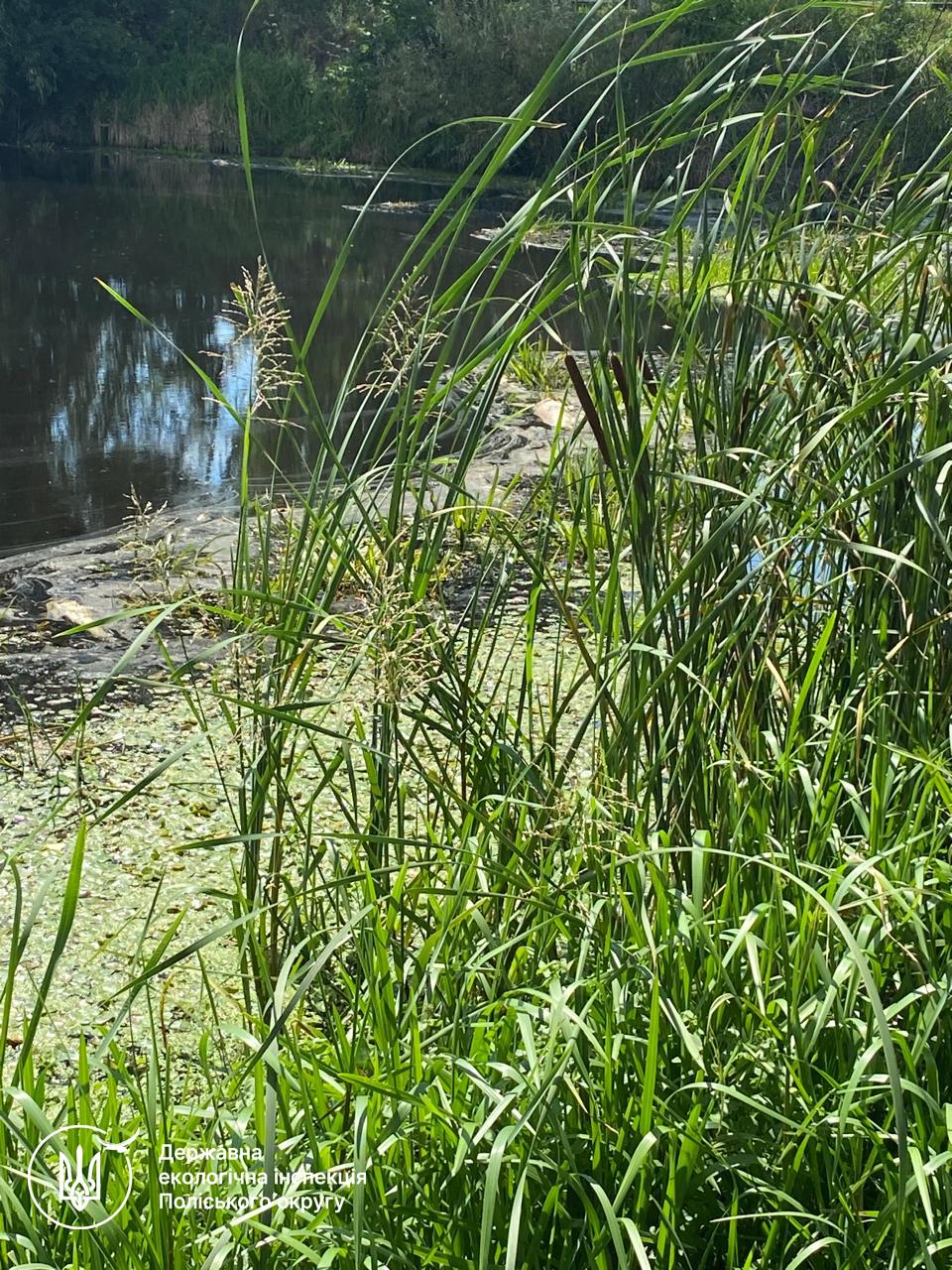 Новини Житомира - фото з У Ємільчиному зафіксовано мор риби: екологи рахують збитки