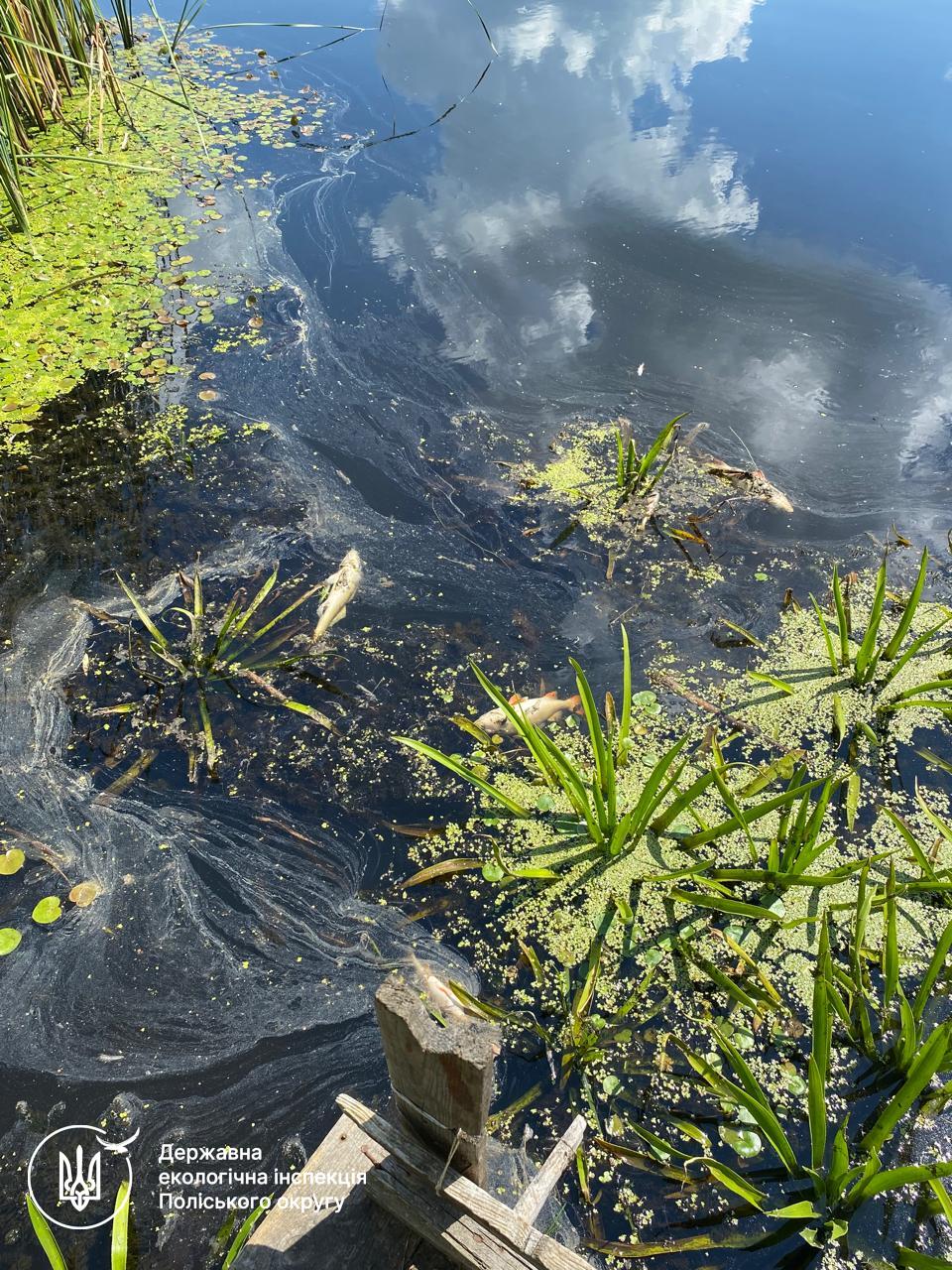 Новини Житомира - фото з У Ємільчиному зафіксовано мор риби: екологи рахують збитки