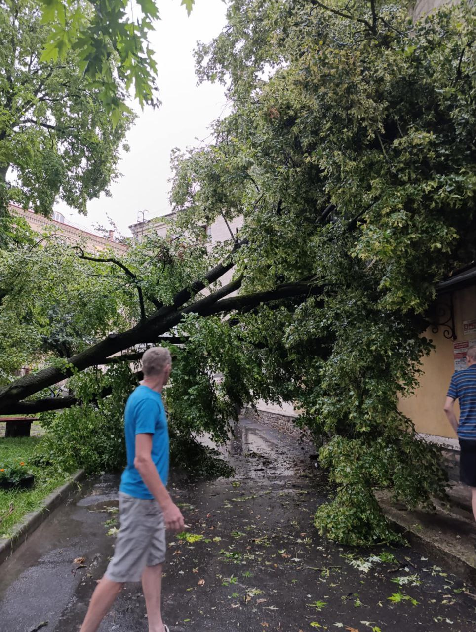 Новини Тернополя - фото з Дерево впало на будинок на Замковій