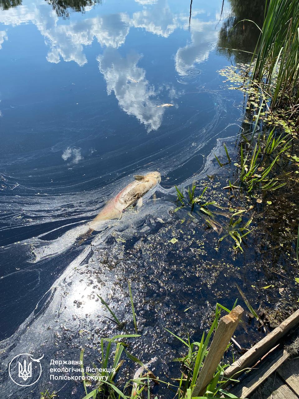 Новини Житомира - фото з У Ємільчиному зафіксовано мор риби: екологи рахують збитки