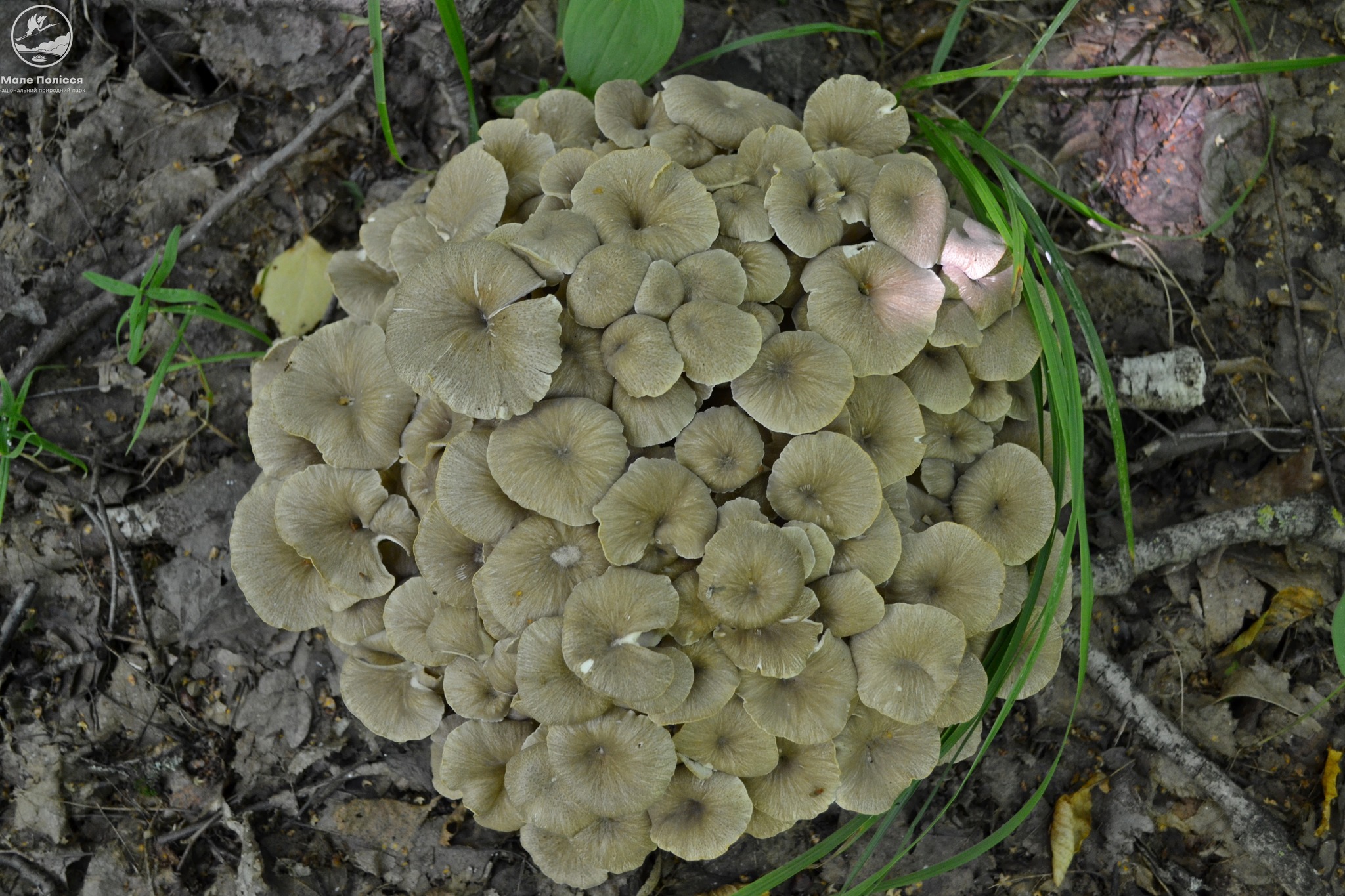 Новини Хмельницького - фото з На Хмельниччині знайшли рідкісний вид грибів