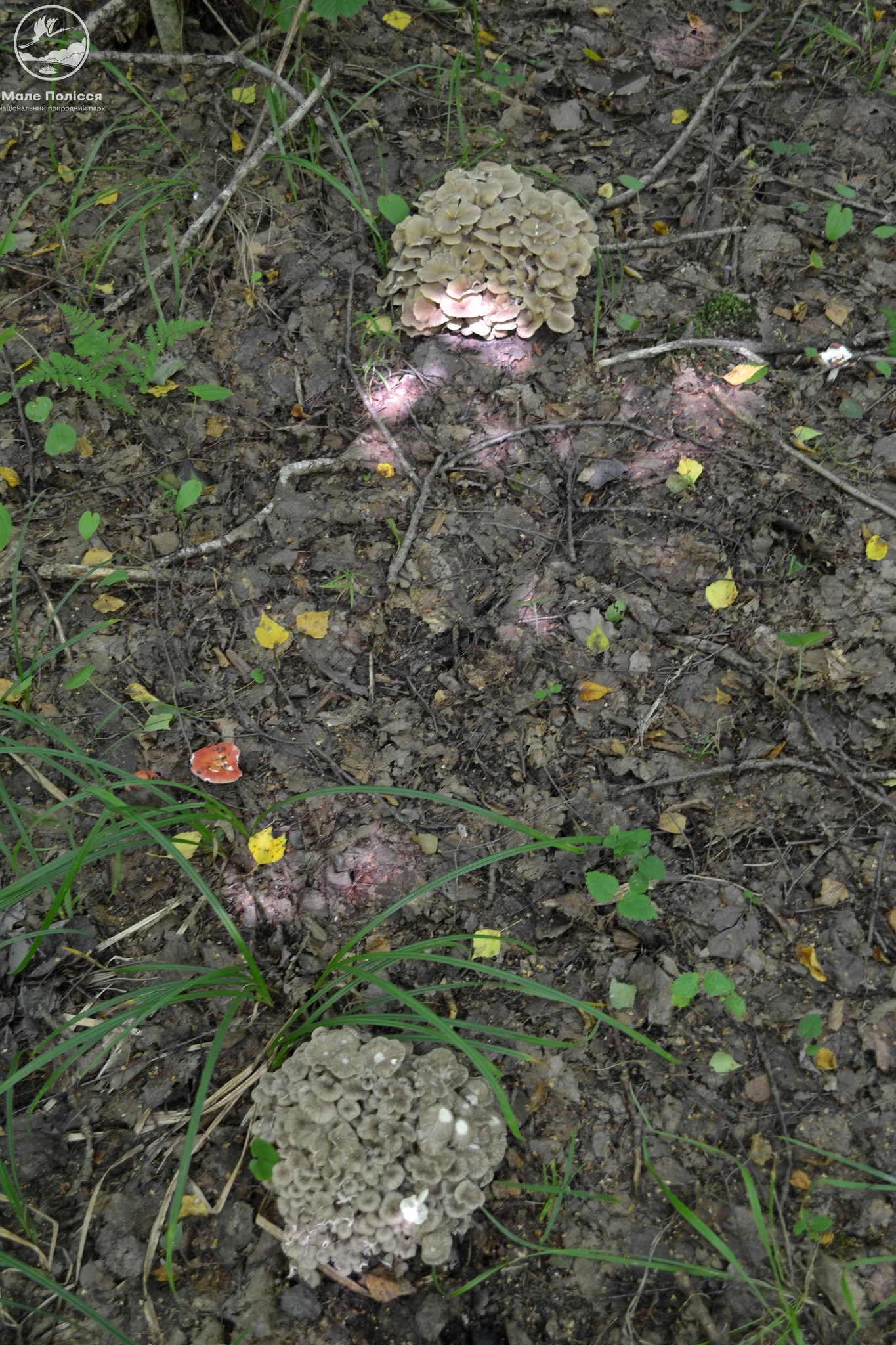 Новини Хмельницького - фото з На Хмельниччині знайшли рідкісний вид грибів