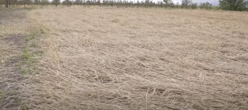 Новини Вінниці - фото з «Навіть не написали, що град був»: чому метеорологи не зафіксували стихію?