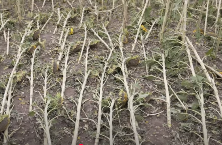 Новини Вінниці - фото з «Навіть не написали, що град був»: чому метеорологи не зафіксували стихію?