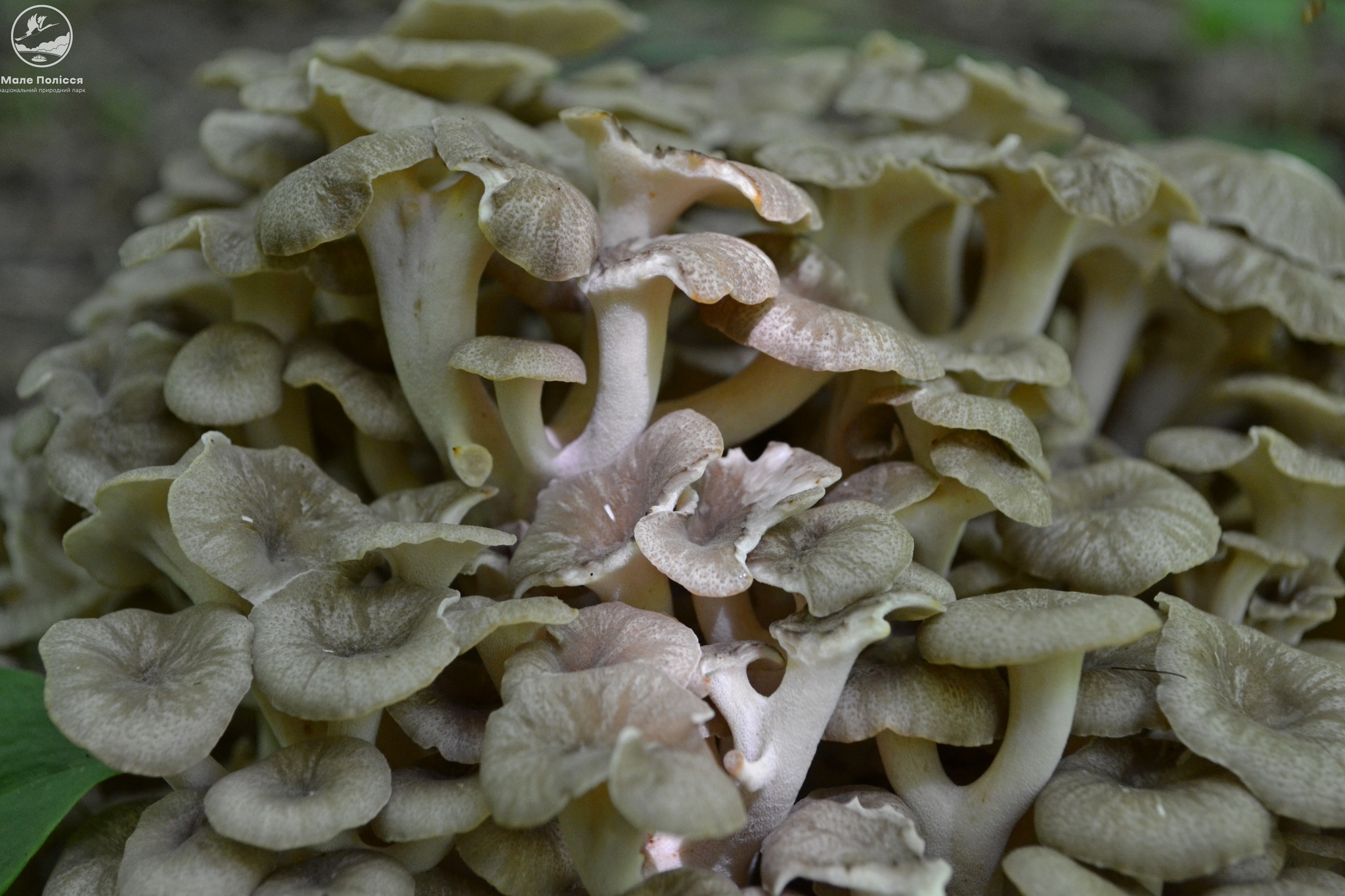 Новини Хмельницького - фото з На Хмельниччині знайшли рідкісний вид грибів