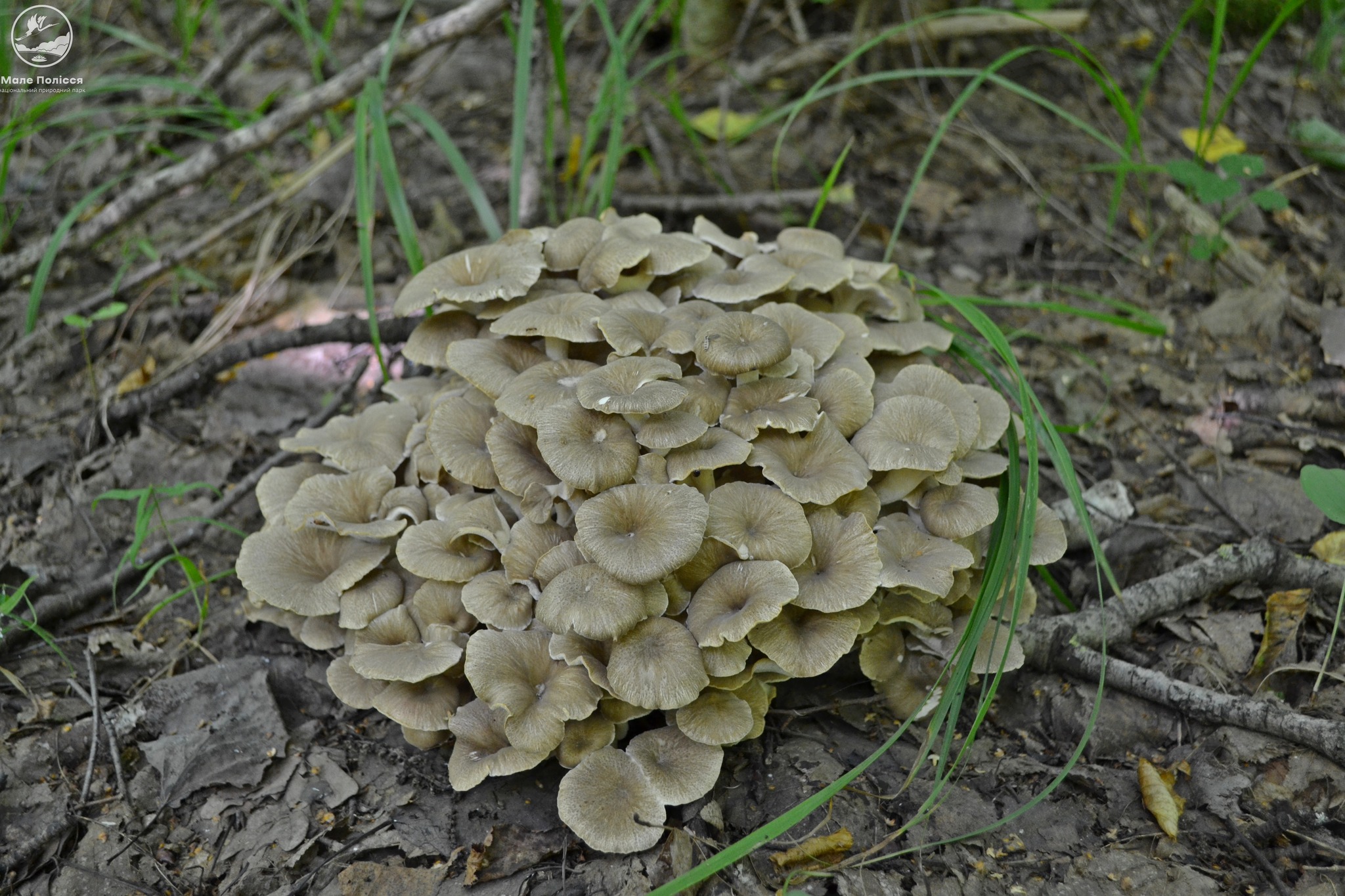 Новини Хмельницького - фото з На Хмельниччині знайшли рідкісний вид грибів
