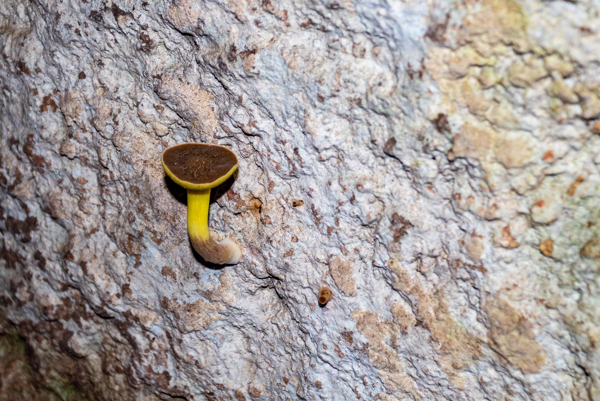 Новини Тернополя - фото з На Чортківщині Печеру Відлюдника «осучаснили» пластиком: місцевих вірян та чиновників критикують за псування пам’ятки