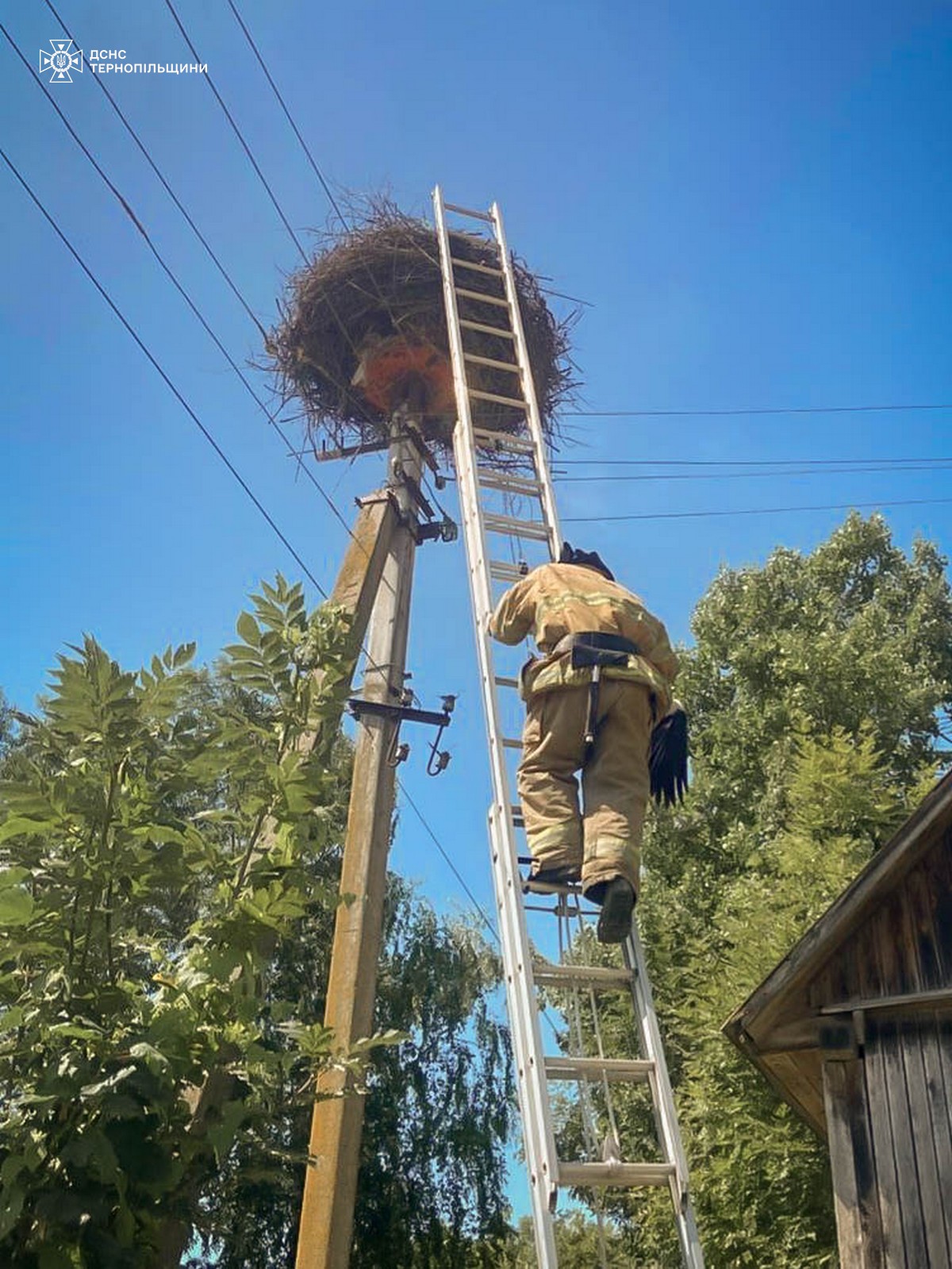 Новини Тернополя - фото з На Кременеччині рятувальники визволили лелеку з пастки на електроопорі