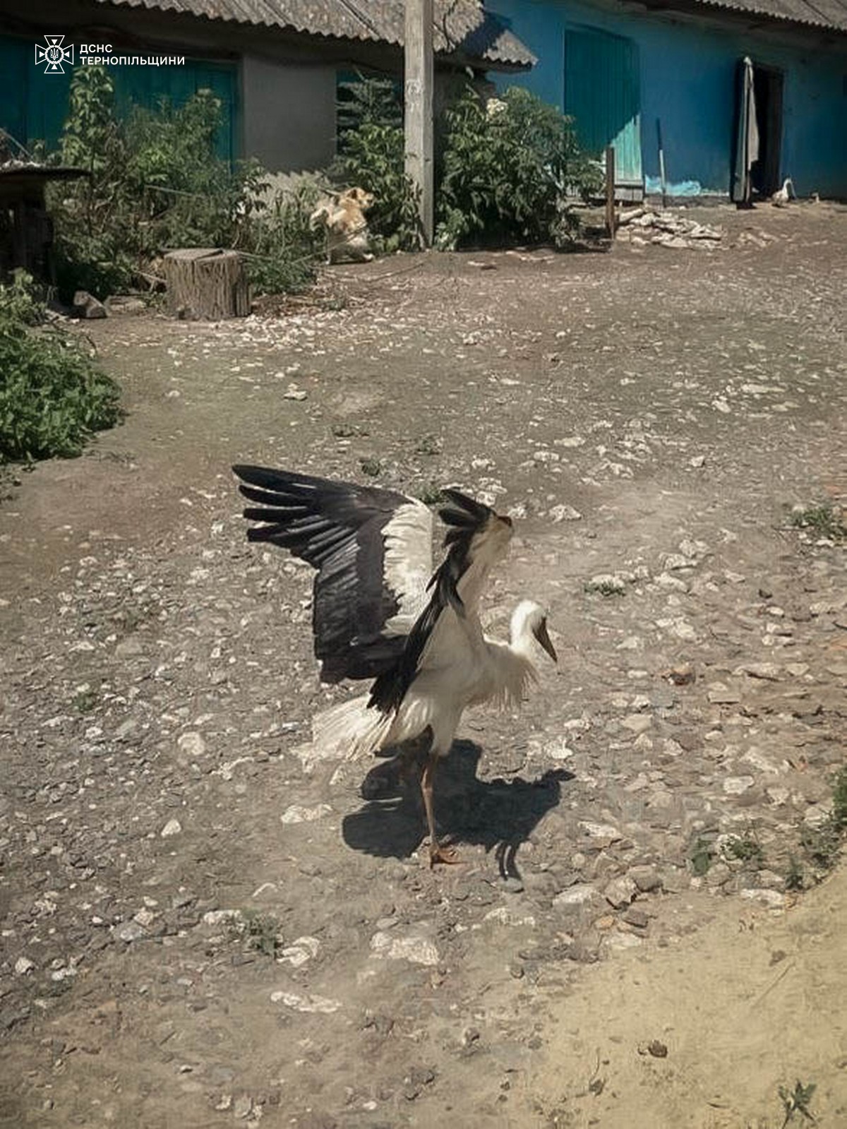 Новини Тернополя - фото з На Кременеччині рятувальники визволили лелеку з пастки на електроопорі