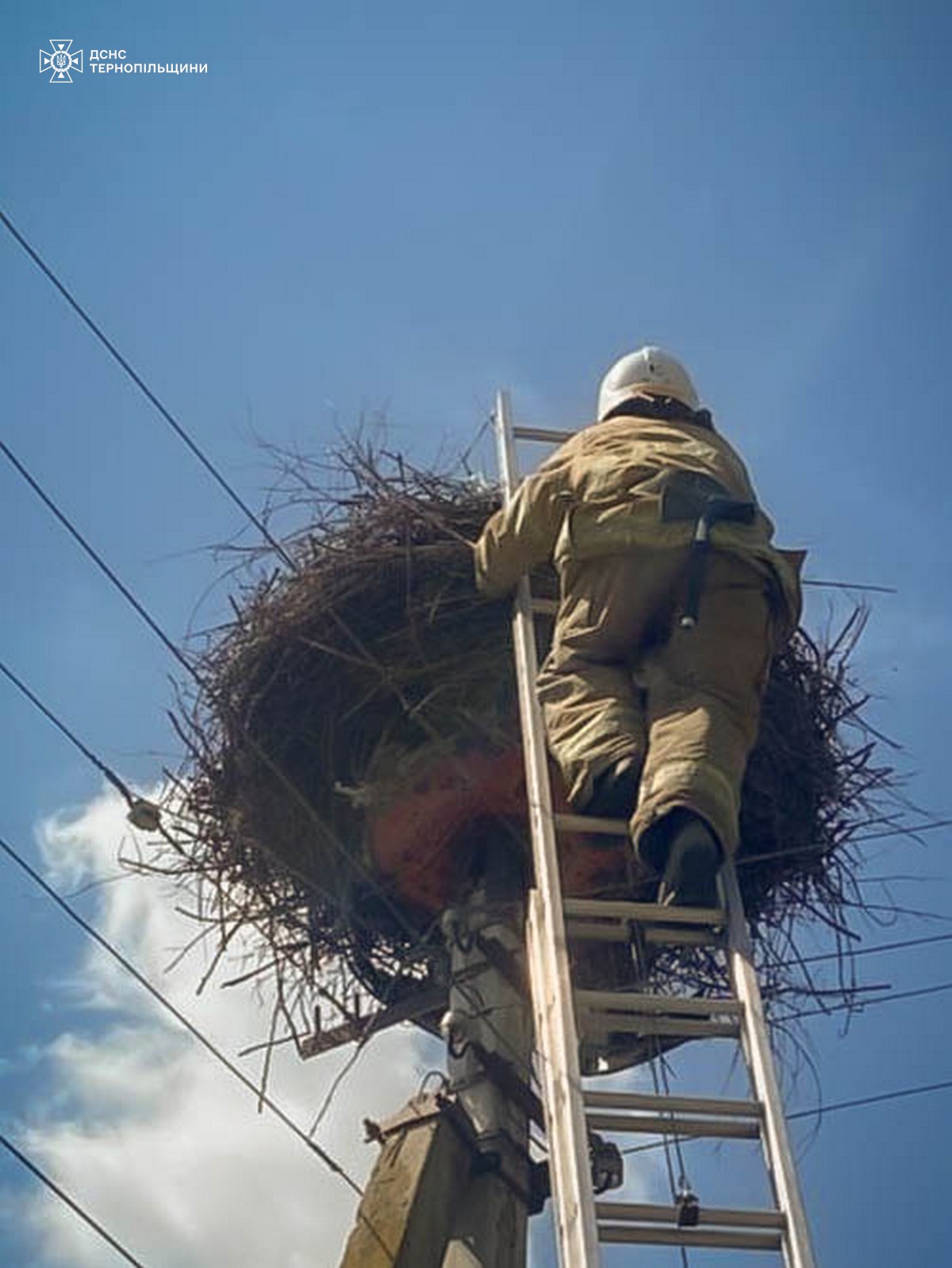 Новини Тернополя - фото з На Кременеччині рятувальники визволили лелеку з пастки на електроопорі